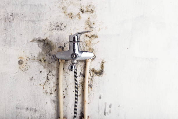 Trusted Erwinville, LA Mold Remediation Experts