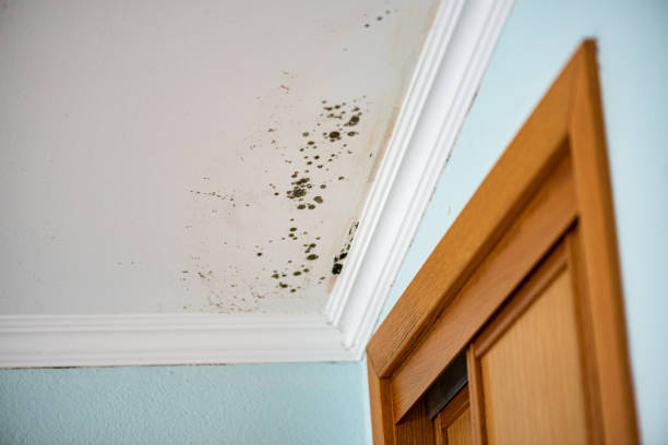 Best Post-Flood Mold Remediation in Erwinville, LA