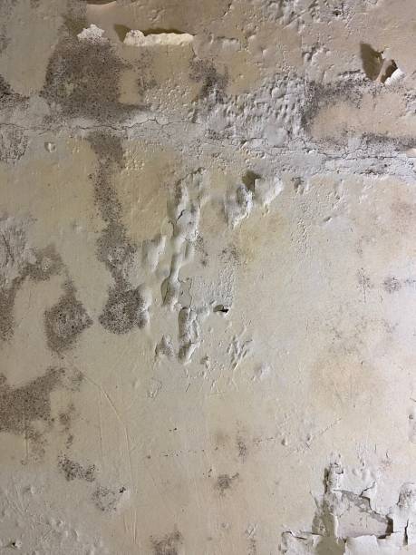 Best Industrial Mold Remediation in Erwinville, LA