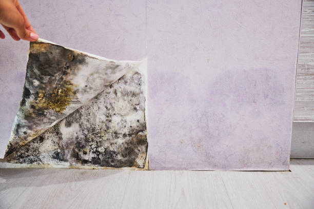 Best Bathroom Mold Remediation in Erwinville, LA